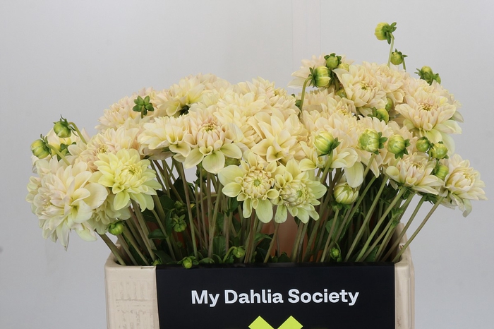 Dahlia Champagne