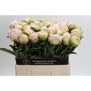 Paeonia Cheddar Cheese