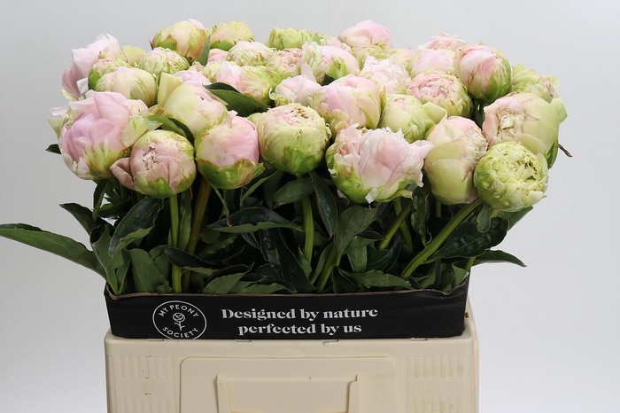 <h4>Paeonia Cheddar Cheese</h4>