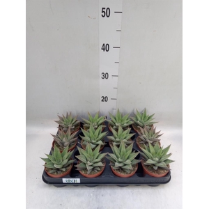 Haworthia limifolia 'Spider White'