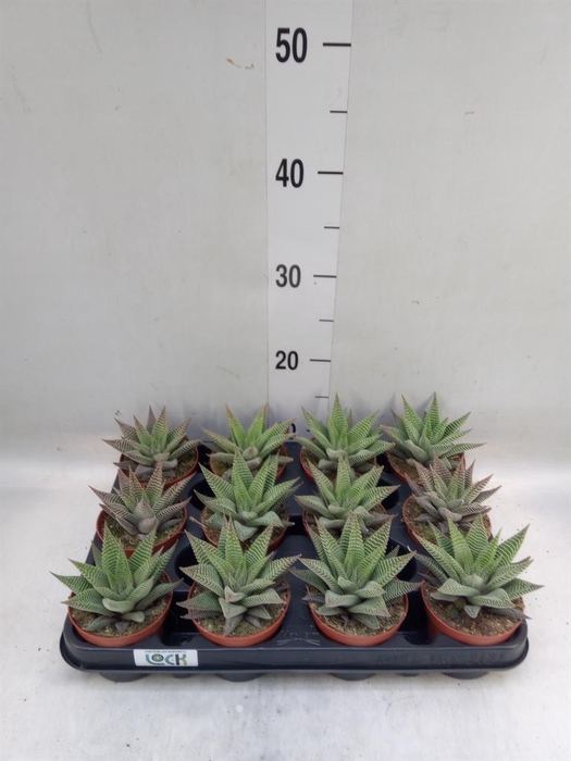 <h4>Haworthia limifolia 'Spider White'</h4>