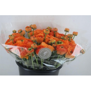 Ran Cloni Sup Lambada