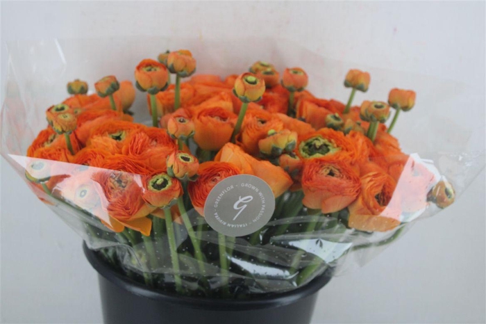 <h4>Ran Cloni Sup Lambada</h4>