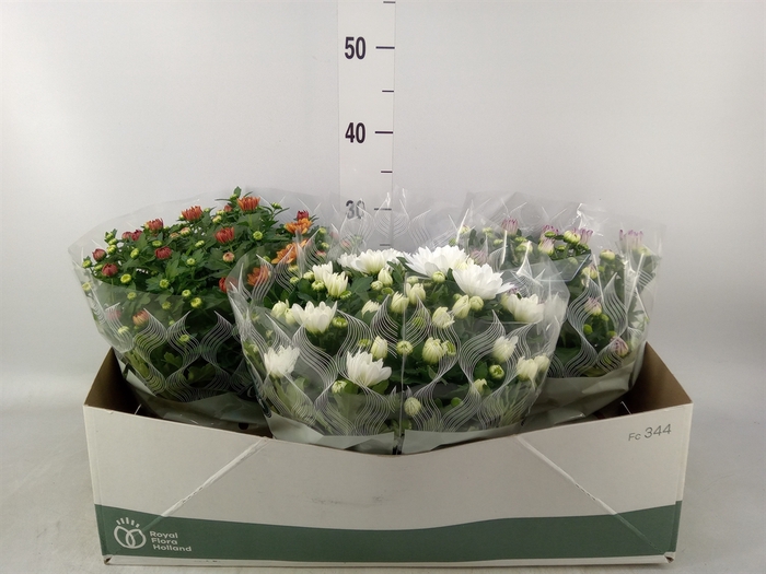 <h4>Chrysanthemum   ..mix 5</h4>