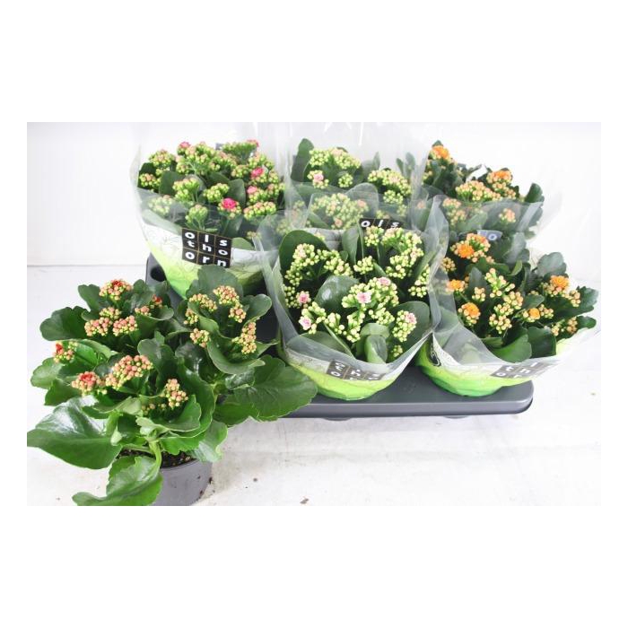 <h4>KAL GE GEM 4 KL</h4>