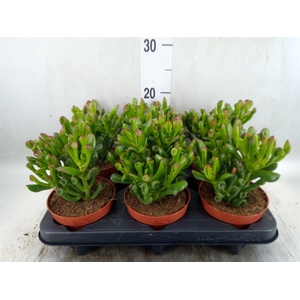 Crassula ovata 'Trompet'