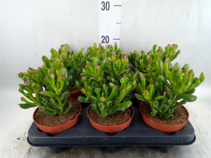 <h4>Crassula ovata 'Trompet'</h4>