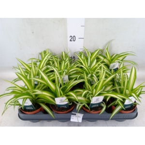 Chlorophytum com. 'Variegatum'