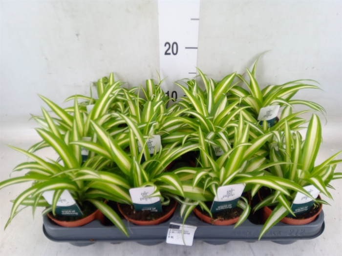 <h4>Chlorophytum com. 'Variegatum'</h4>