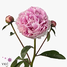 <h4>Paeonia sarah bernhardt</h4>