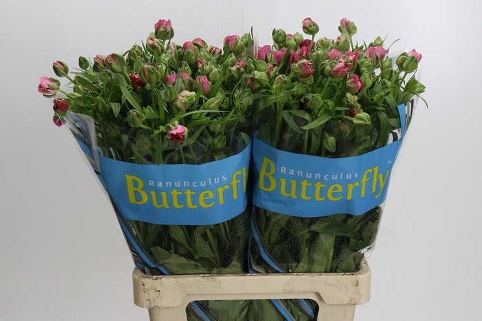 <h4>Ranunculus Butterfly Jupiter</h4>