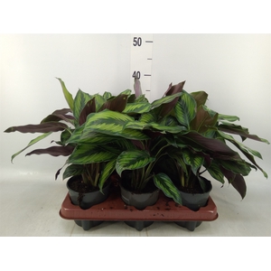 Calathea   ...