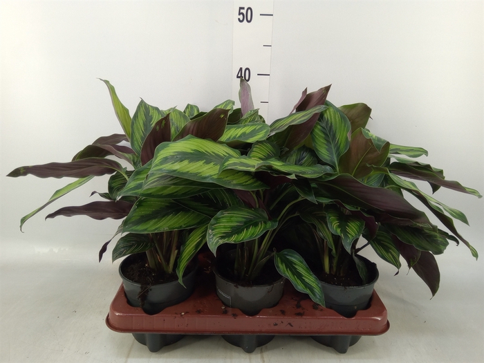 <h4>Calathea   ...</h4>