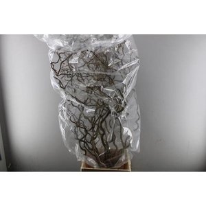Takken Corylus L 150