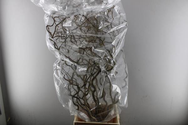 <h4>Takken Corylus L 150</h4>