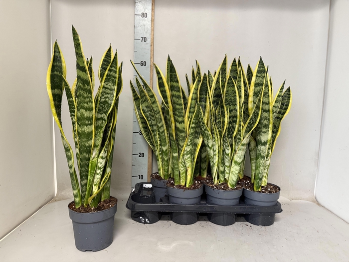 <h4>SANSEV LAURENTII</h4>