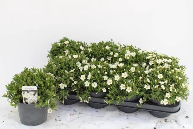 <h4>AREN SUMMER WHITE</h4>