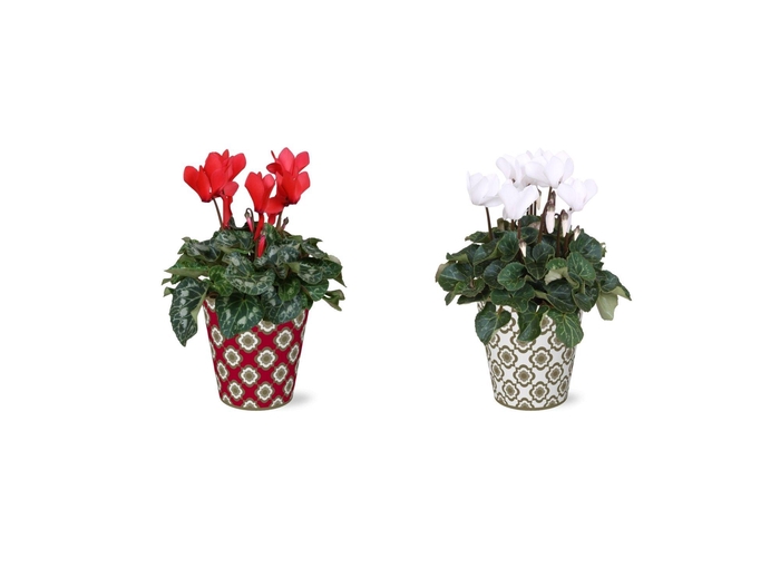 <h4>Collectie "Fun World" Cyclamen in Smartcup Jacey rood wit</h4>