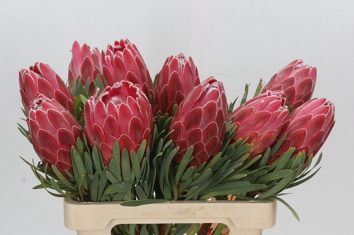 <h4>Protea Venus</h4>