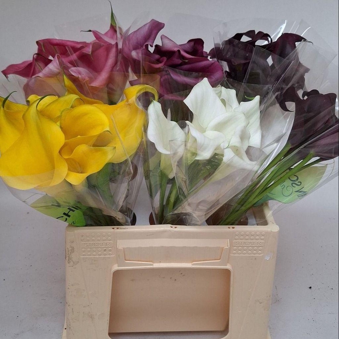 <h4>Zantedeschia mix in bucket</h4>