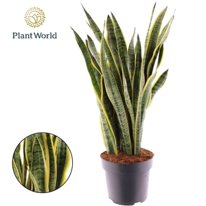 Sansevieria Laurentii