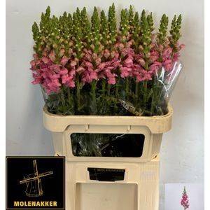 <h4>Antir Avignon C Rose Molenakker</h4>
