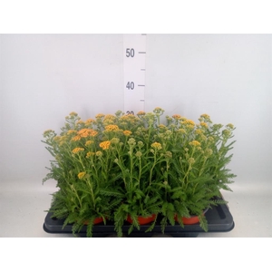 Achillea   ...