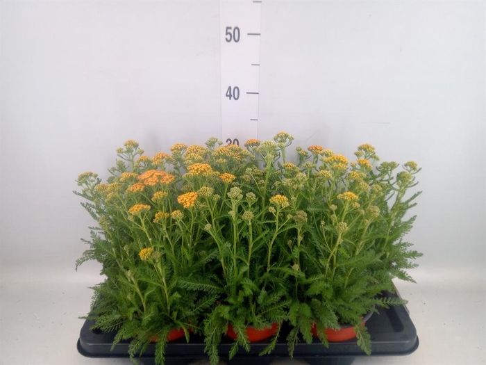 <h4>Achillea   ...</h4>