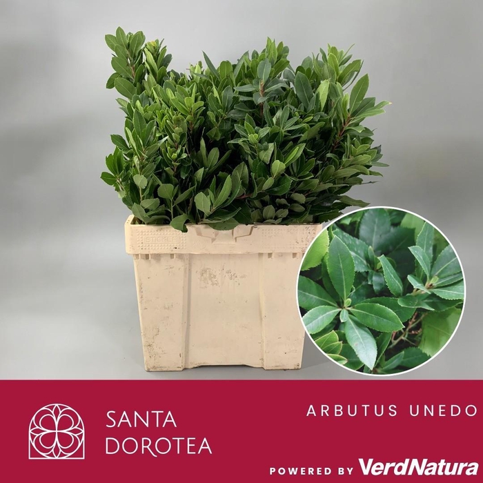 <h4>Arbutus unedo</h4>