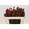 Kaaps Groen Tortum Red