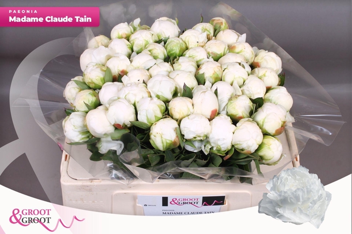 <h4>Paeonia Madame Claude Tain</h4>