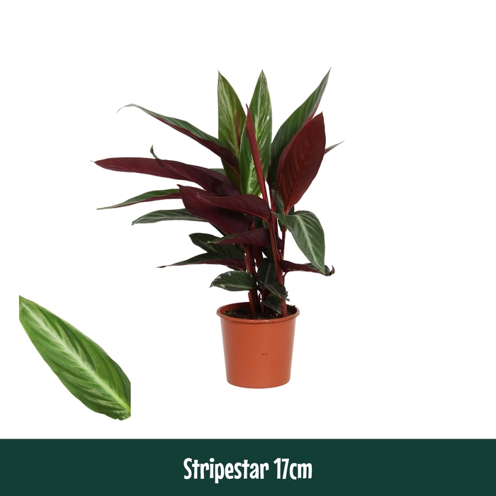 <h4>Calathea 17cm Stripestar - Living</h4>