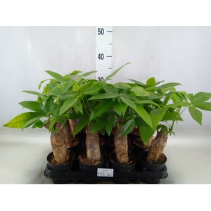 Pachira aquatica