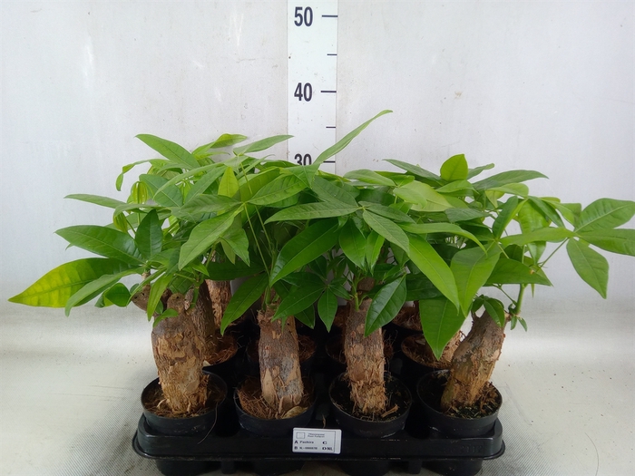 <h4>Pachira aquatica</h4>