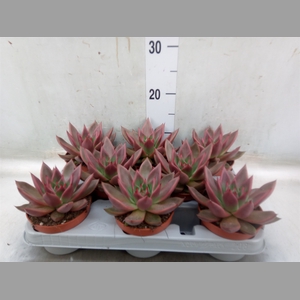Echeveria   ...