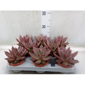 Echeveria   ...
