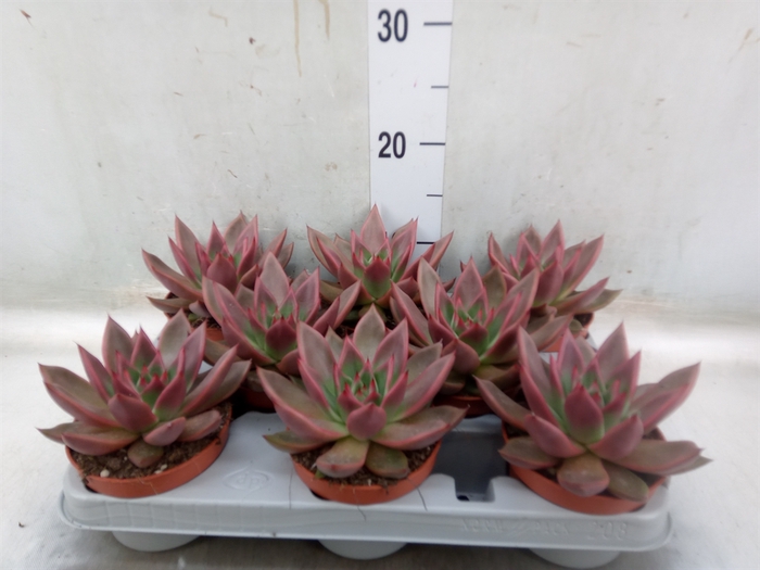 <h4>Echeveria   ...</h4>