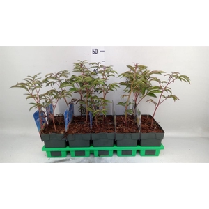 Paeonia lact. 'Primevere'