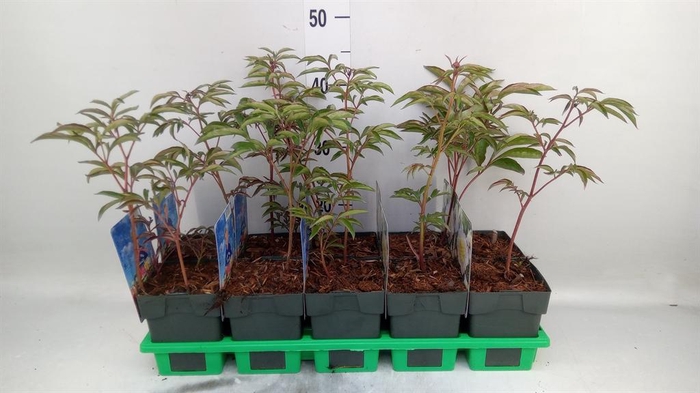 <h4>Paeonia lact. 'Primevere'</h4>