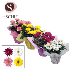 Ch Margarita Mix WRAP non woven