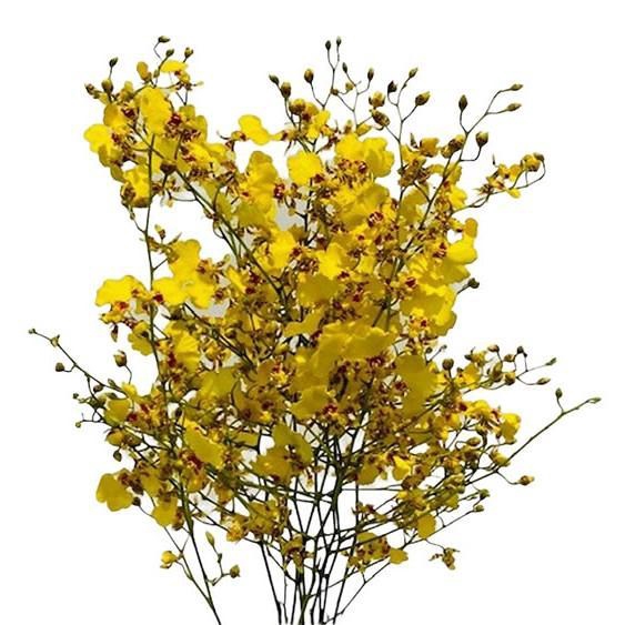 <h4>ONCIDIUM   .../TAK</h4>