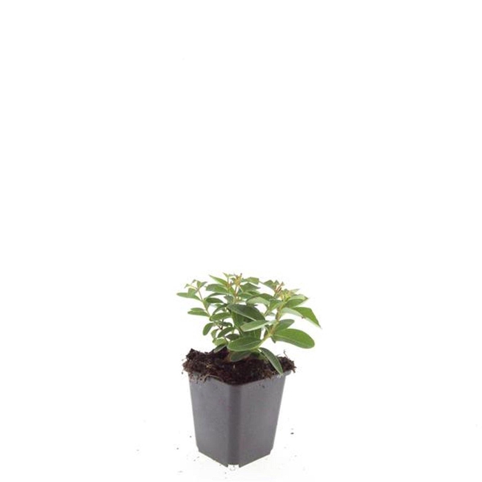 <h4>Hypericum calycinum</h4>