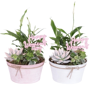 Womens Day Arr. Indoor Zinc Pot Round Pink/White Ø17cm 3PP