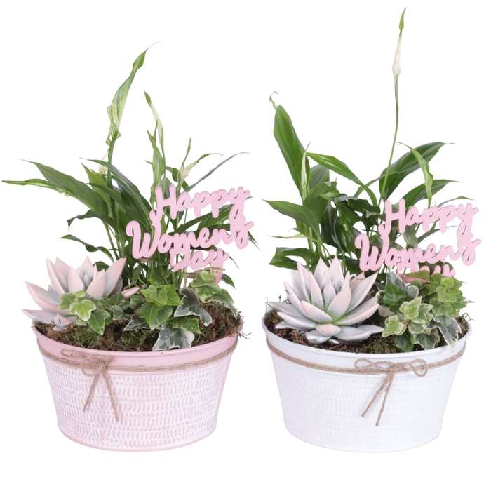 <h4>Womens Day Arr. Indoor Zinc Pot Round Pink/White Ø17cm 3PP</h4>