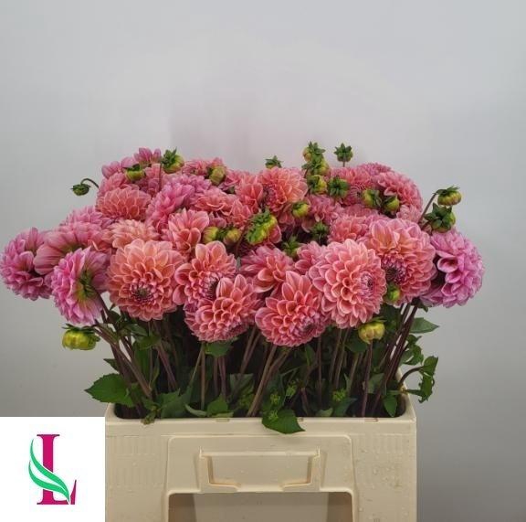 <h4>Dahl Lindas Baby</h4>