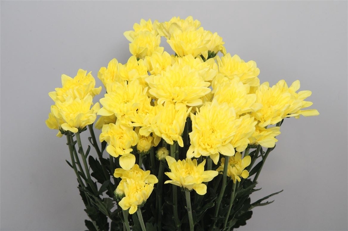 <h4>Chr T Altaj Yellow</h4>