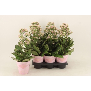 Kalanchoe blos. 'Feminine Pink'