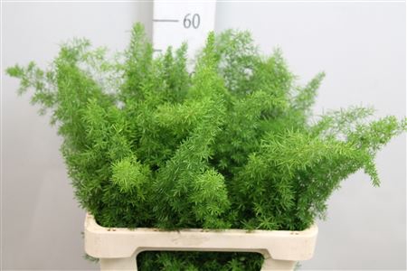 <h4>Asp Dens Myers</h4>