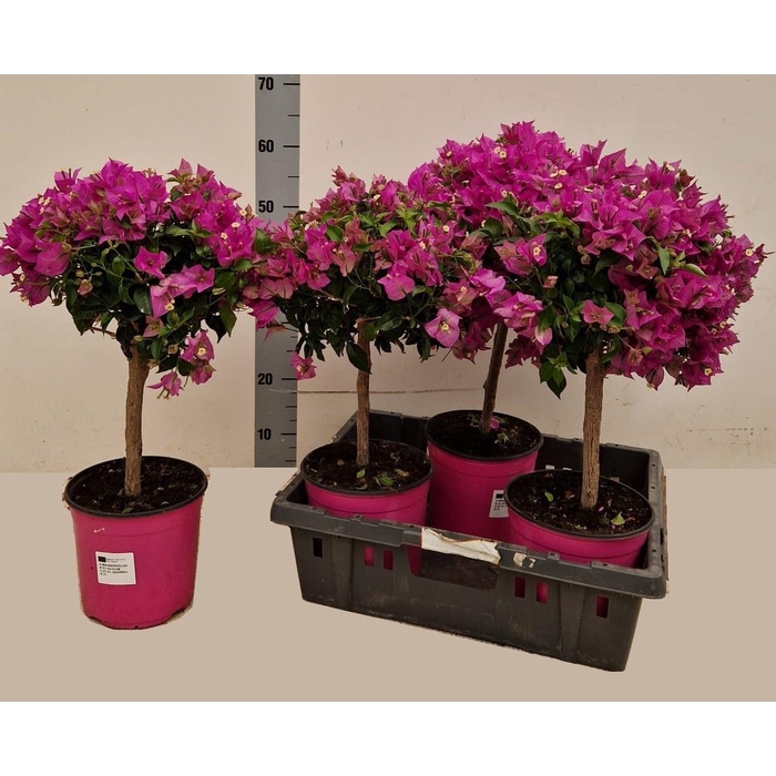 <h4>BOUGAINV ALEXANDRA</h4>