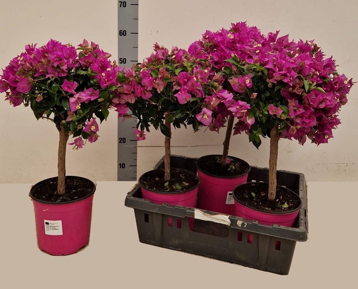 <h4>BOUGAINV ALEXANDRA</h4>